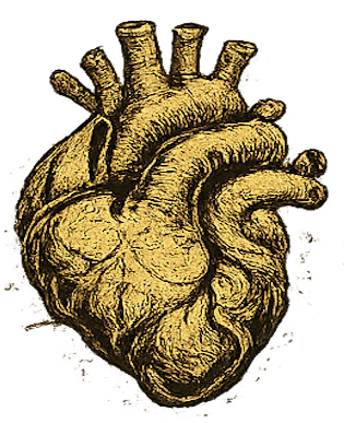 THE HEART